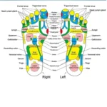 Acupressure reflexology foot mat with colorful massage points for circulation